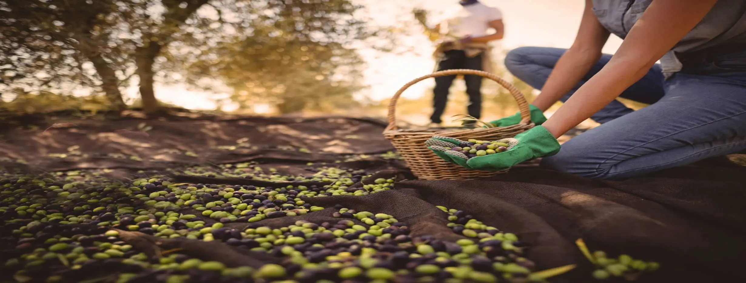 Image for Olive Farm Visits